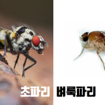 벼룩파리 vs 초파리: 헷갈리기 쉬운 두 녀석, 어떻게 다를까요? 🔍