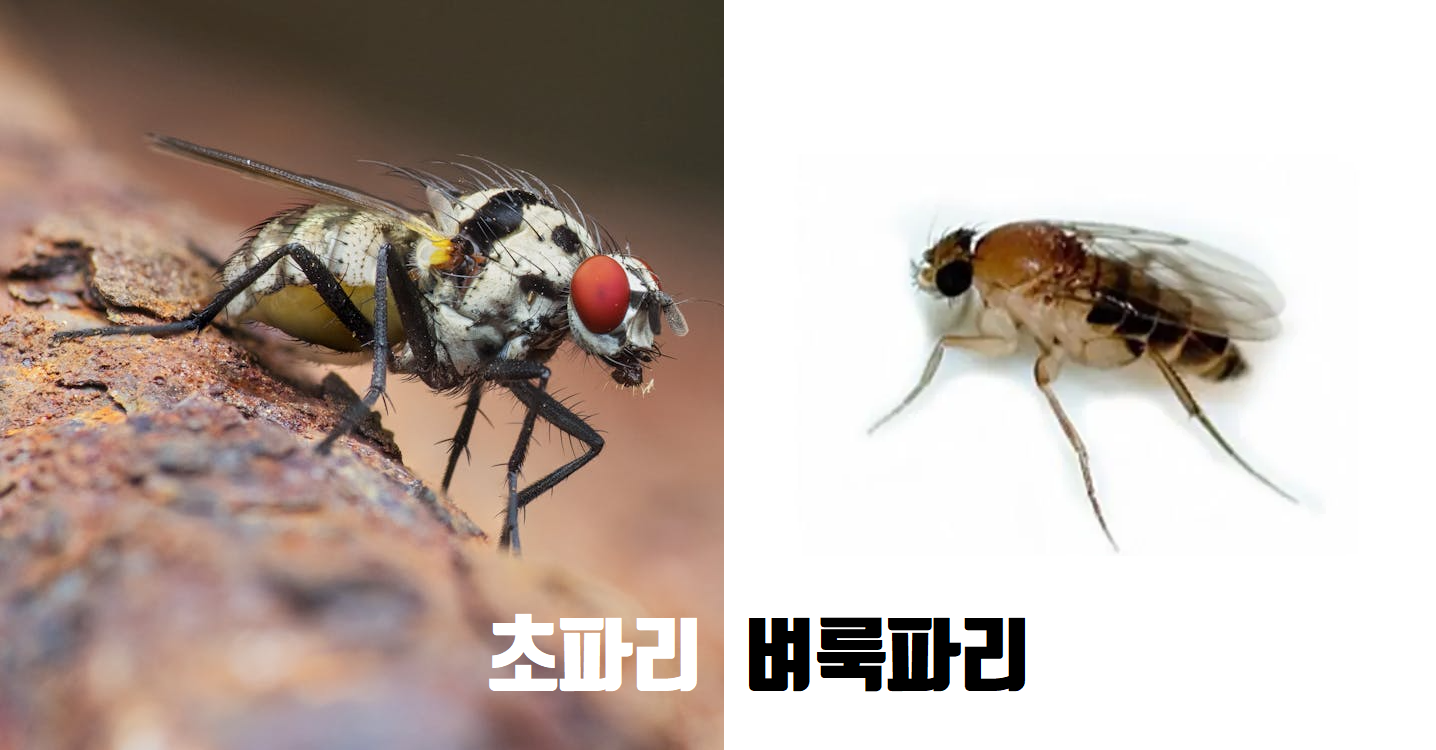 벼룩파리 vs 초파리: 헷갈리기 쉬운 두 녀석, 어떻게 다를까요? 🔍