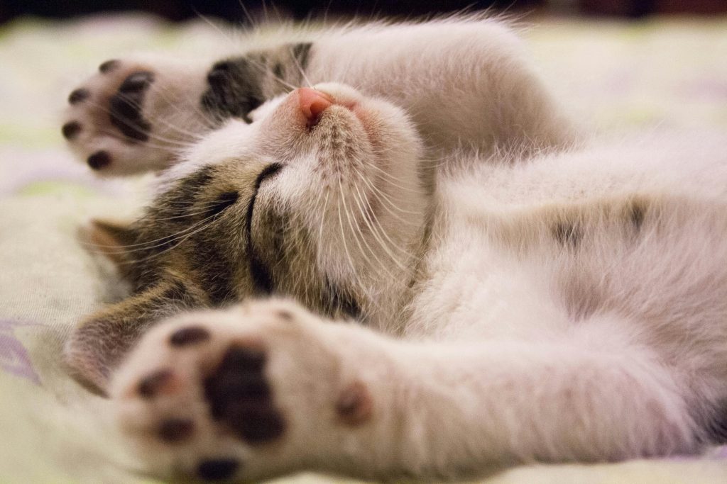 well-sleeping cat